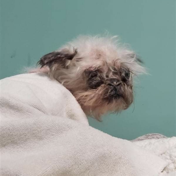 Meet your Posher, Addie - Picture 4 of 4